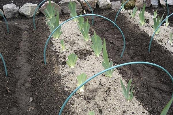 flowerbed with twigs