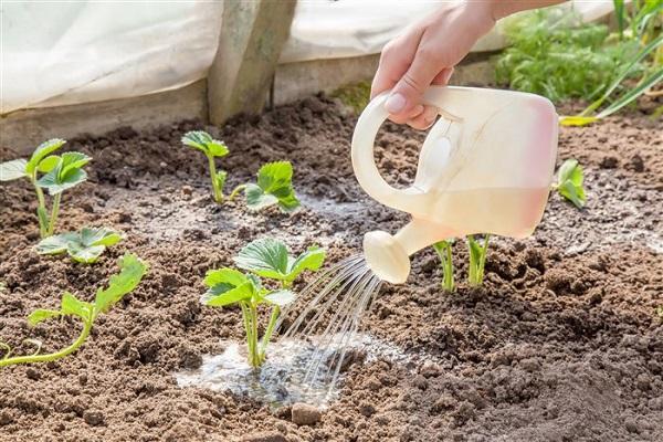 watering in the greenhouse