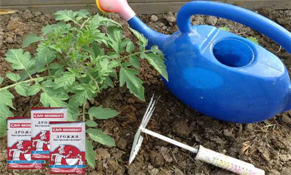 feeding tomatoes