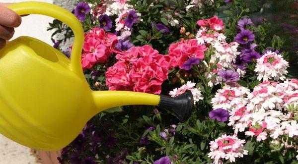 watering flowers