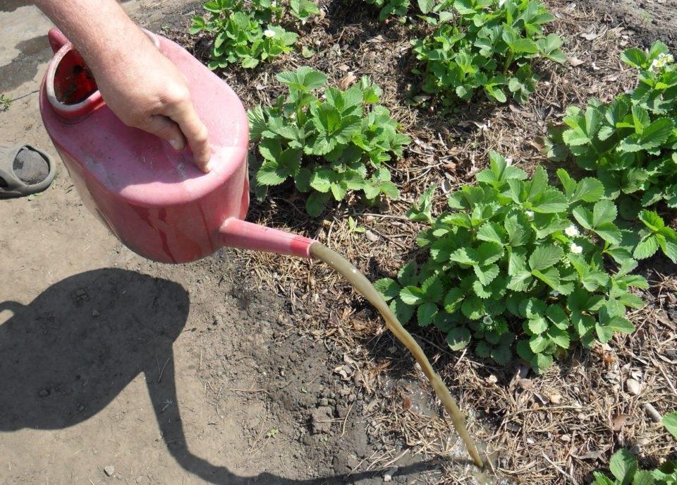 watering strawberries