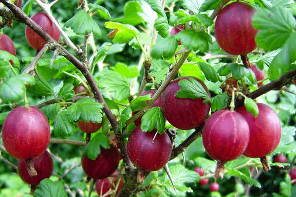 Arbusto de grosella espinosa