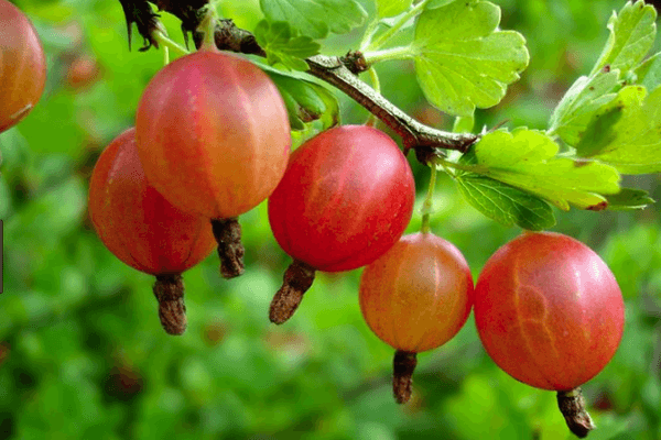 Ripe gooseberry