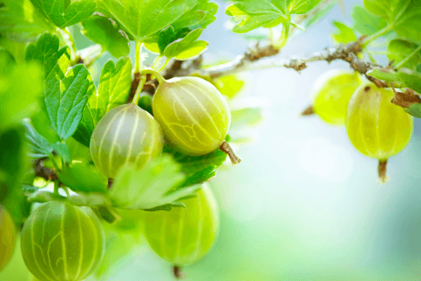 Gooseberry