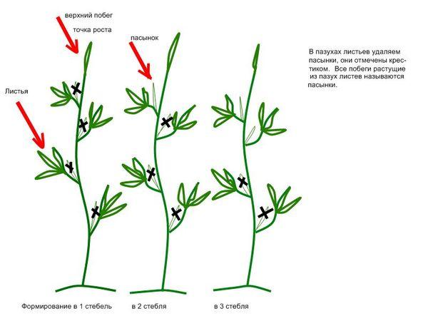 tomato pruning scheme