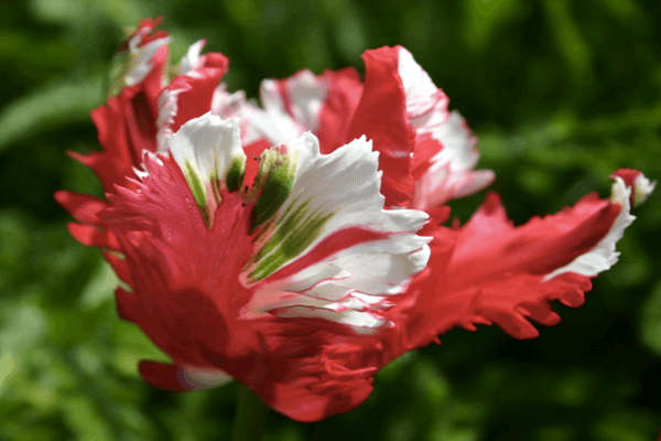 parrot tulip