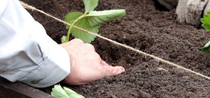 planting strawberries