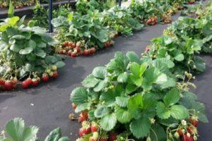 How to make a garden bed and plant strawberries under black covering material