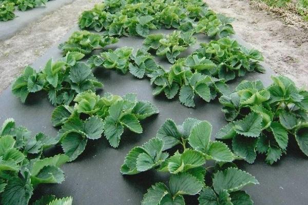 mulching strawberries