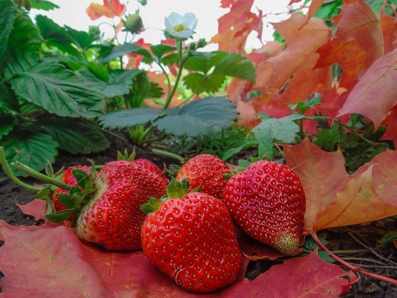 ripe strawberry