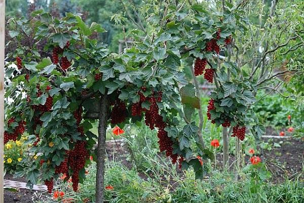 árbol pequeño