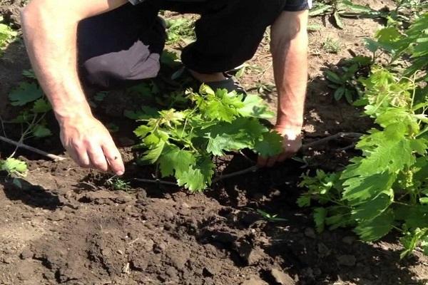 plantar correctamente