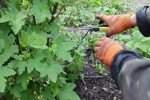 branch pruning