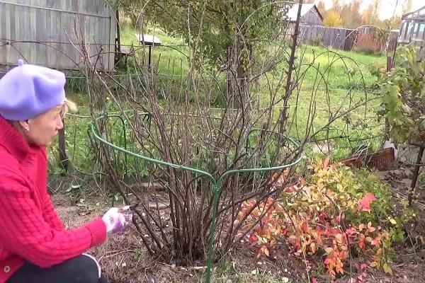 relier des branches