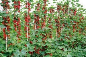 Plantar, cultivar y cuidar grosellas rojas en campo abierto