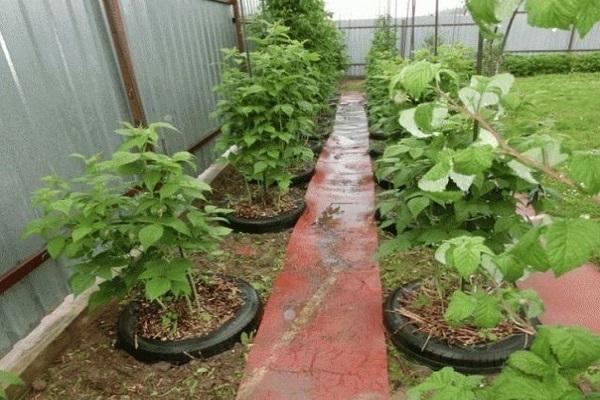 plantas en llantas