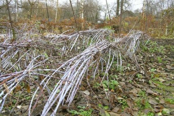 plantas invernales