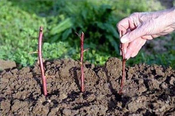 seedlings in the ground