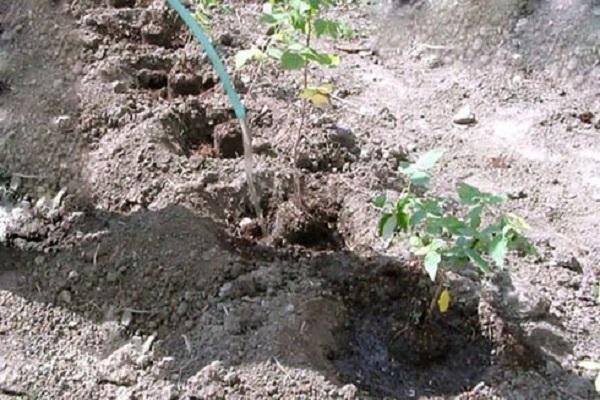 watering seedlings