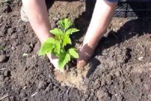 Plantar, cultivar y cuidar las frambuesas en verano según los consejos de jardineros experimentados.