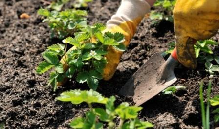 plantation de fraises