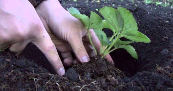 planting strawberries