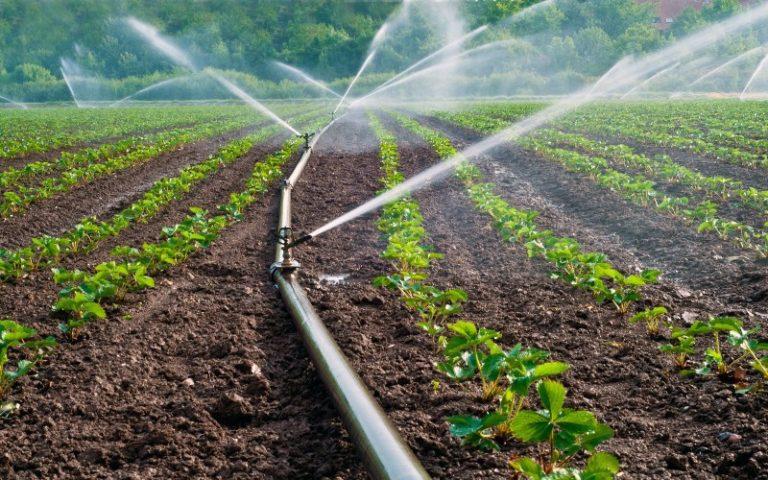 watering strawberries