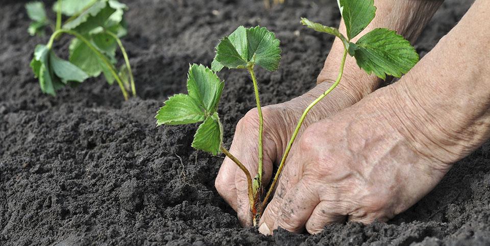 plantation de fraises