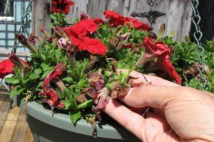 How to properly pinch a petunia to make it lush