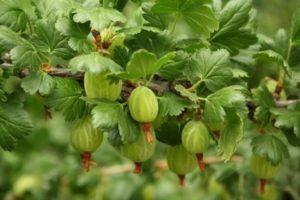 Cómo plantar una grosella espinosa estándar, cultivo, plantación y cuidado.