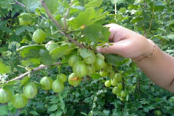 buissons de fruits