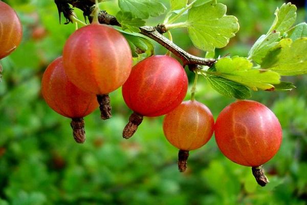 food fruit