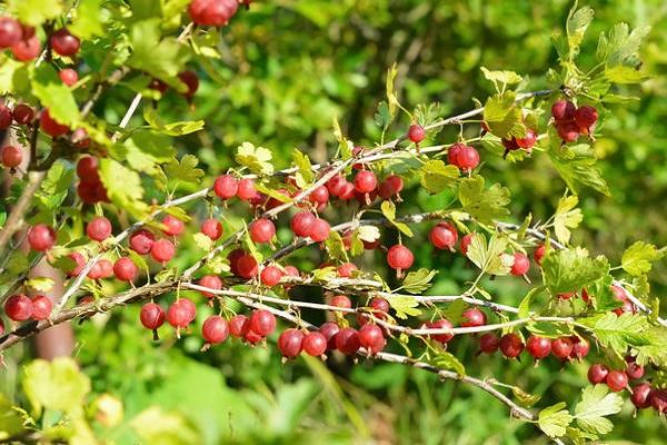 berries are singing