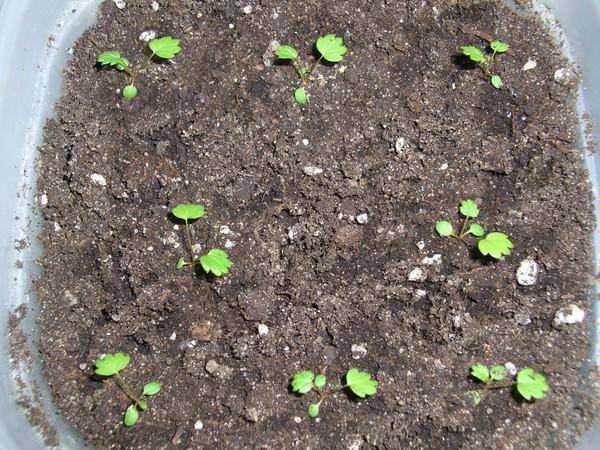 strawberry seedlings