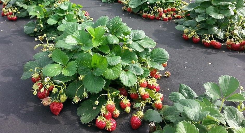 bush repair strawberry