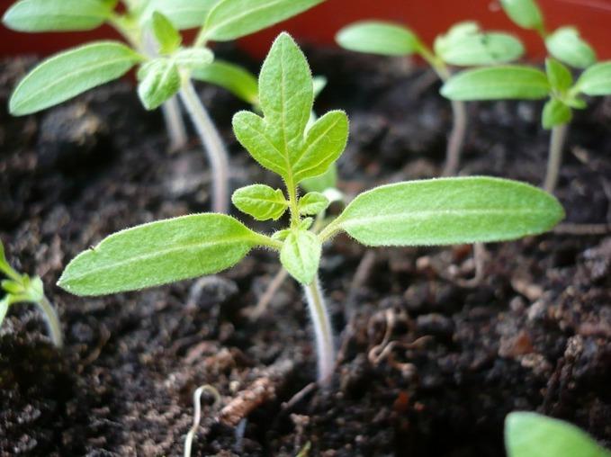 tomato seedlings