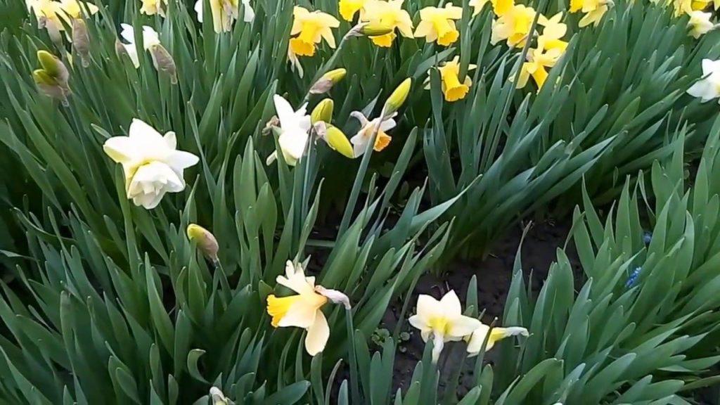 parterre de jonquilles