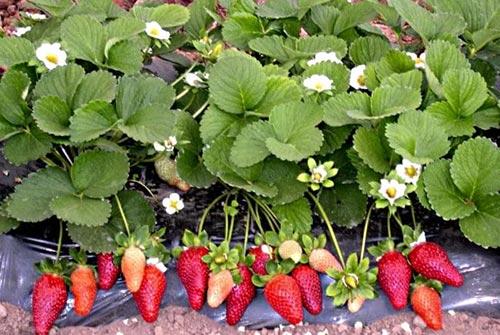 mustache strawberry