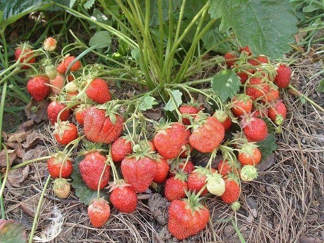 strawberi masak