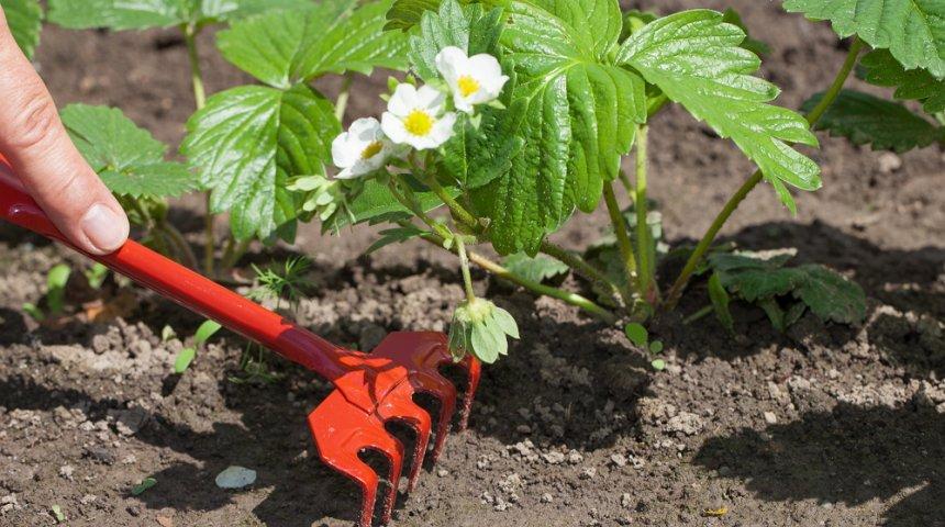 strawberry care