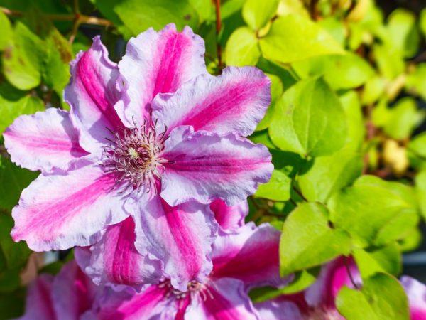 pink flower