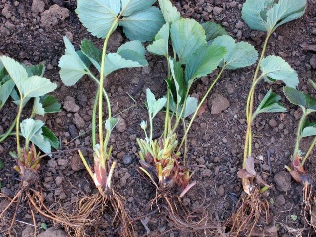 strawberry seedlings