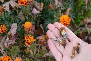 How to collect marigold seeds from faded flowers, storage rules and use