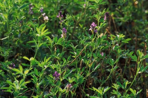 flowering grass