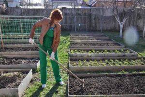 Qué sideratos deben sembrarse antes de plantar fresas y cuáles son sus beneficios