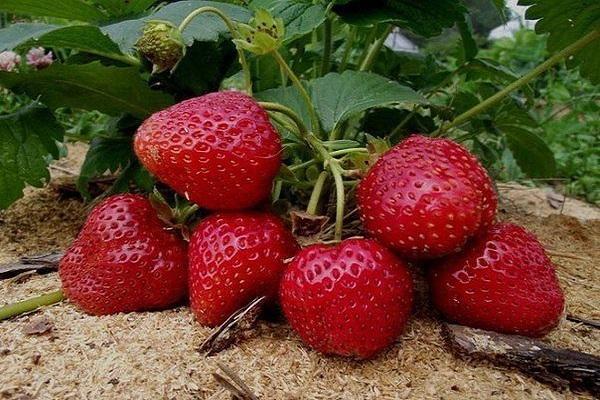 large strawberries