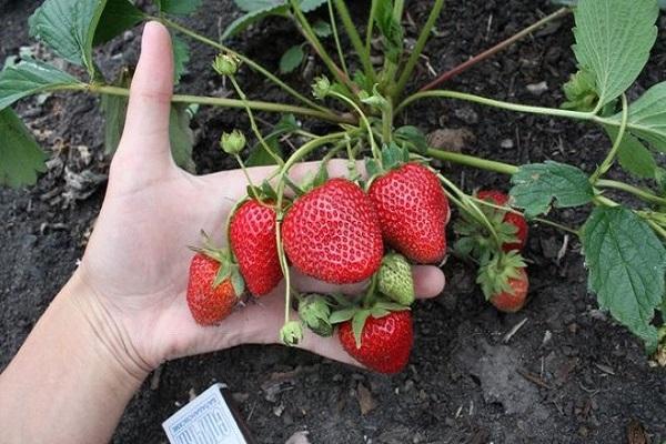 checking berries