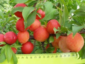 Planting and caring for plums in Siberia, which varieties are better to grow