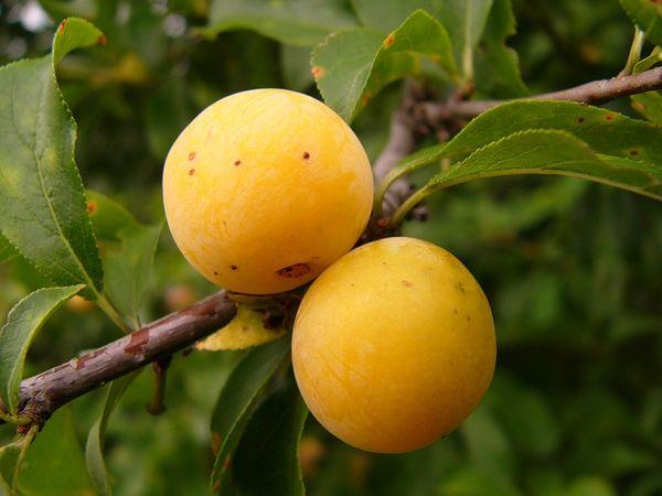 Plantar y cuidar ciruelas en Siberia, qué variedades son mejores para cultivar.