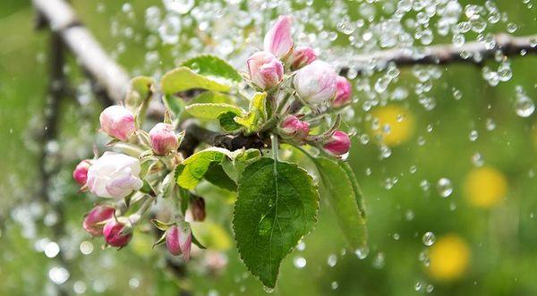 flor de ciruelo